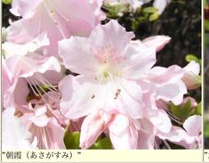 pink flowers are blooming in the sun