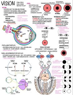 an image of the human eye and its functions, including different types of iriss