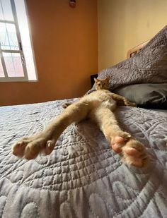 a cat laying on top of a bed next to a window