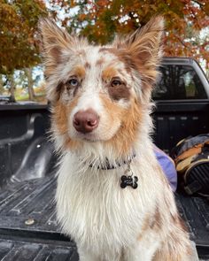 a brown and white dog sitting in the back of a truck