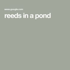 the words reads feeds in a pond on a gray background