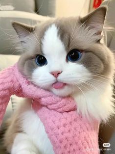 a gray and white cat wearing a pink scarf