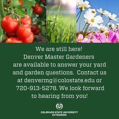 an advertisement for the denver state university garden center