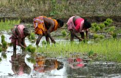 two women are working in the water with plants growing on the shore and grass covering the ground