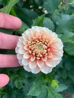 a person's hand holding a flower in front of green leaves