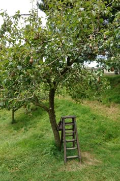 an apple tree with ladder leaning against it