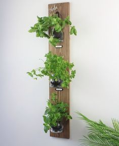 three potted plants are hanging on the wall