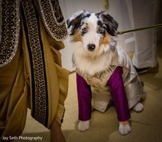 a dog dressed up in costume for a show