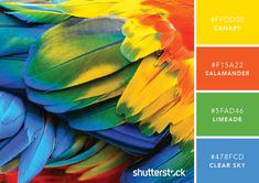 colorful feathers with different colors and names in the bottom right hand corner, including red, blue, yellow, green, and orange