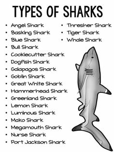 the types of sharks that can be found in different kinds of animals and their names