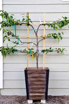 a small tree in a wooden pot on the side of a building with scissors stuck to it