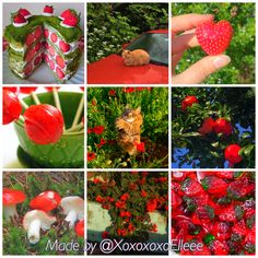 many different pictures of strawberries and mushrooms