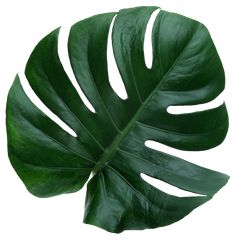 a large green leaf on a white background