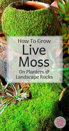 moss growing on rocks with the words how to grow live moss on plants and landscape rocks