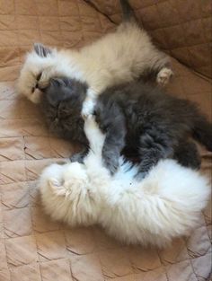 two cats laying on top of each other on a bed