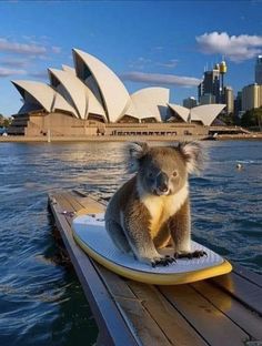 a koala sitting on top of a surfboard in front of the sydney opera house