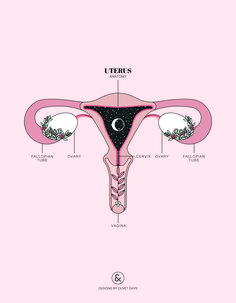 the uttrios are labeled in this diagram, and there is no image on it