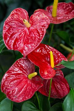 two red flowers with yellow stamens in the center and green leaves around them