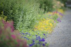 colorful flowers line the side of a road