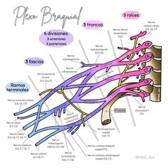 the anatomy of an animal's nervous system, labeled in pink and blue colors