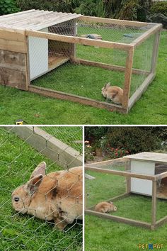 the rabbit is laying down in its cage and inside it's enclosure, while another bunny sits on the grass