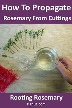 a person is cutting rosemary into small pieces with scissors on a wooden surface and text overlay reads how to propagate rosemary from cuttings