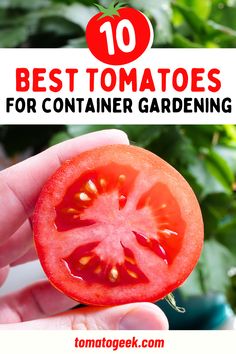 best tomatoes for container gardening Tomato In Container, Porch Vegetable Garden, Tomato Plants In Pots, Tomatoes In A Pot, Gardening In Containers, Tomato Container Gardening, Patio Tomatoes, Growing In Containers