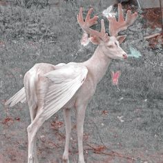 a white deer standing on top of a grass covered field