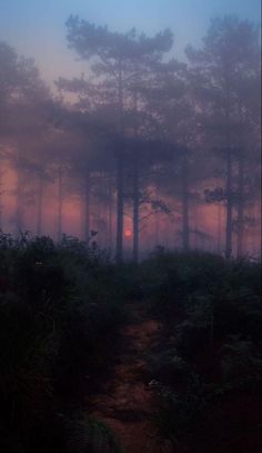 the sun is setting in the foggy forest with trees and bushes on either side