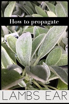 a close up of plants with the words how to propagate on top and bottom