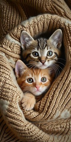 two kittens peeking out from under a blanket