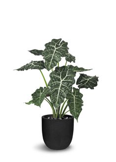 a green plant in a black pot on a white background