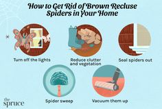 how to get rid of brown reclose spiders in your home info graphic by the spicer