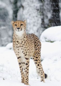 a cheetah is standing in the snow