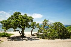 a tree on the beach with people in the background