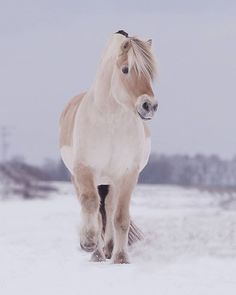 a white horse is running in the snow