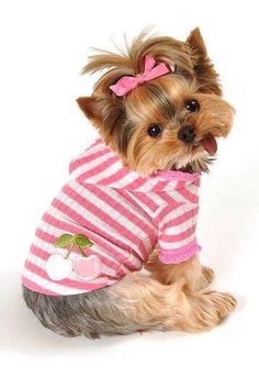 a small dog wearing a pink and white striped shirt