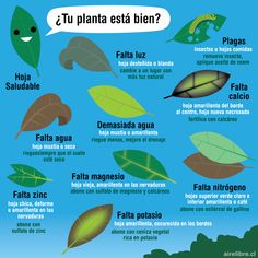 the facebook page shows an image of different plants and leaves, with caption in spanish