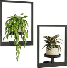 there are two potted plants hanging on the wall next to each other, and one has a plant in it