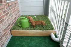 a small brown dog standing next to a green watering can on top of some grass