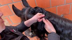 Equestrian Riding, Horse Care, Horse Stuff, Plaits, A Horse