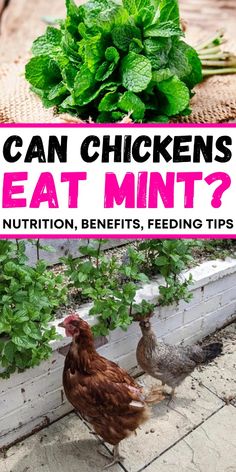 two chickens standing next to each other in front of green plants and vegetables with the words can chickens eat mint? nutrition, benefits, feeding tips