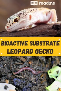 a leopard gecko sitting on top of a tree branch with text reading bio active substrate leopard gecko