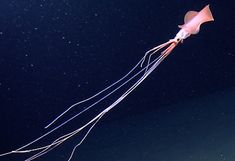 a jellyfish floating in the ocean at night