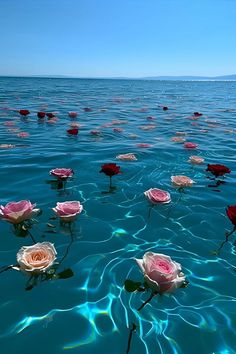 several pink roses floating on top of the ocean