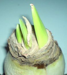 a close up view of an onion with some green stems sticking out of it's center