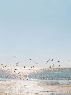 a flock of birds flying over the ocean on a sunny day with clear blue skies