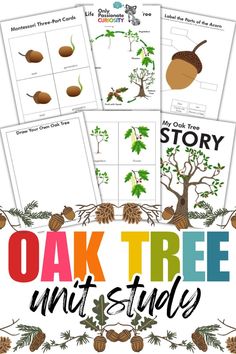 oak tree unit study for kids to learn about the different types of leaves and nuts