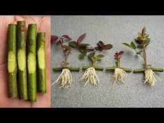 asparagus and other vegetables are shown in two pictures, one is green and the other has white roots