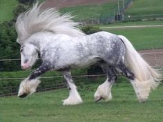 a gray and white horse with long hair running in the grass near a fenced area